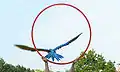 Macaw in flying demonstration