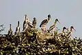 Painted stork heronry in Gujarat, India