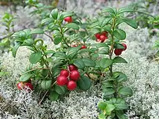 CowberryVaccinium vitis-idaeakimmernat / tyttebærKimmernat, Tyttebær