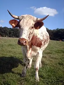 a white cow with some red markings