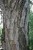 Bark of a tree near Potgietersrust in Limpopo, South Africa