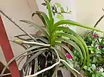 Vanda tessellata plant in a bamboo pot