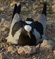 Nesting in a road in Kenya