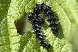 Early instar