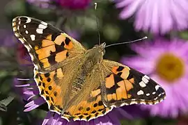 Vanessa cardui,painted lady