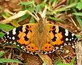 Vanessa cardui