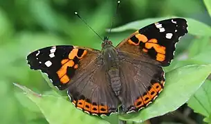 Vanessa indica,Indian red admiral