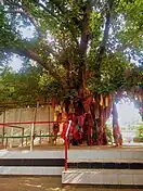 Vanshi Vat (tree) near Bhandirvan temple