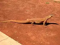 Bungarra at the Sunrise Dam Gold Mine.