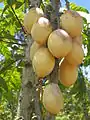 Vasconcellea goudotiana with Yellow fruits