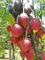 Vasconcellea goudotiana with red fruits