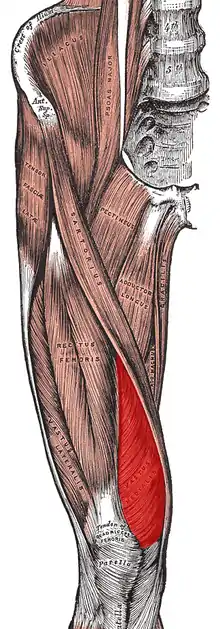 Muscles of the iliac and anterior femoral regions.