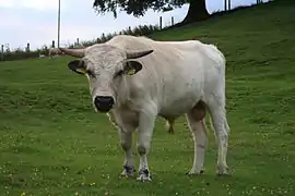 Vaynol bull