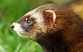 Welsh polecat profile