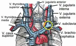 The brachiocephalic veins, superior vena cava, inferior vena cava, azygos vein and their tributaries.