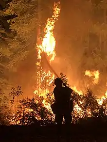 A member of the Ventana Hotshots works to keep fire from a backfiring operation out of the tree canopy on August 18, 2021.