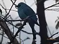 Verditer flycatcher near Nainital