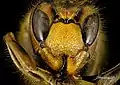 Vespa crabro face