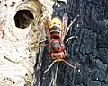 Female V. crabro dorsal view