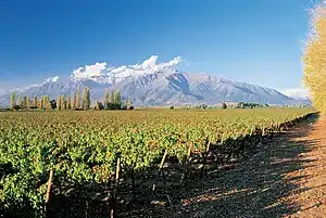 Vineyard near the Andes