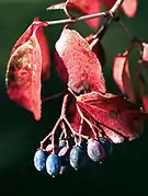 Viburnum rufidulum fruit