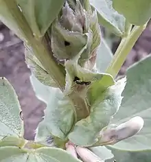 Lasius niger attending an extrafloral nectary