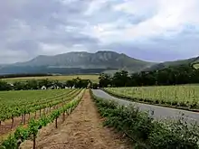 Image 42Groot Constantia, the oldest wine estate in South Africa, was founded in 1685 by Simon van der Stel. The South African wine industry (New World wine) is among the lasting legacy of the VOC era. The recorded economic history of South Africa began with the VOC period. (from History of South Africa)