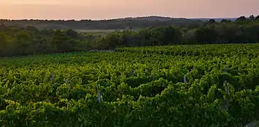 Vineyards of Istria.