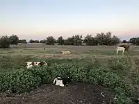 Cows in the former kolkhoz fields