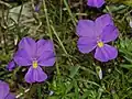 Flowers of Viola Bertolonii