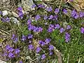 Plants of Viola Bertolonii