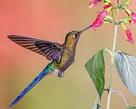 feeding in flight