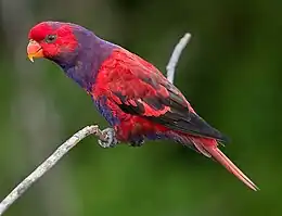 A red parrot with a violet neck and underside, and black eye-spots and wingtips