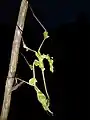 Violin mantis at Madikai Ambalathukara, Kerala, India