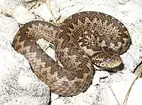 A viper, Vipera ursinii