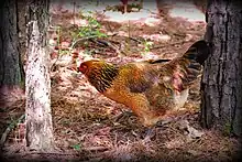 An orange chicken in a forest.