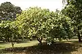 Mature specimen, showing low, domed canopy. Jardin botanique de Limbé, Cameroun.