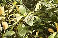 Flowering upper branches showing extensive beetle and/or caterpillar damage to leaves.