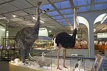 Image 42Madagascar's Elephant bird, Mauritius's Dodo bird and ostrich (from left to right) (from Indian Ocean)