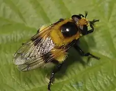 Volucella bombylans var. plumata female