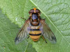 Volucella inanis female