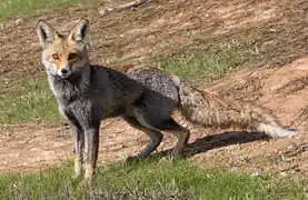 Oncicola schacheri was found parasitizing the Palestinian subspecies of the red fox