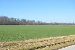 Young winter wheat fields on Wabash Road