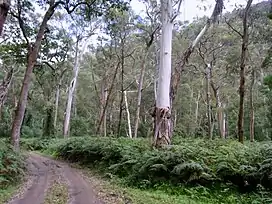 Wadbilliga Track and the Manna Gum