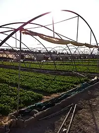 Farm in Wafrah