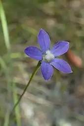 Wahlenbergia violacea