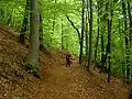 European beech is abundant in many submontane parts