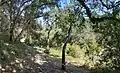 The Wallace Stegner Pathway along Matadero Creek in Los Altos Hills, California