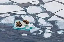 Image 83Walruses on Arctic ice floe (from Arctic Ocean)