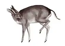 Drawing of brown bovid